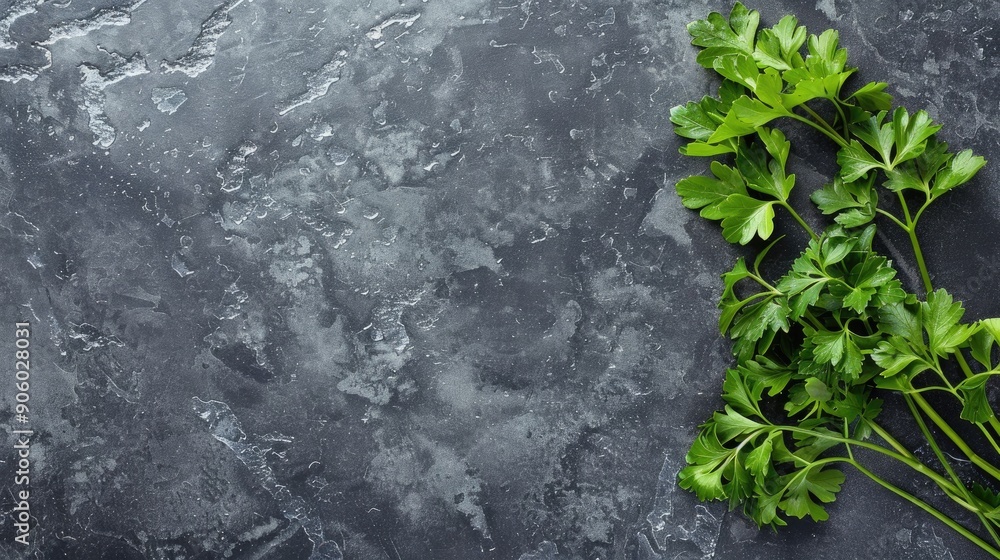Poster grey stone background with parsley top view and space for text