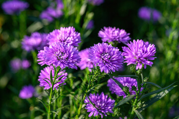 Purple Aster flower that blooms beautifully in a garden.