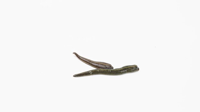 two leeches crawling on white background.