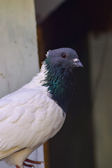 A dove perched on a wooden plank. Side view. A dove with a beautiful feather pattern.