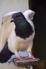 A dove flapping its wings. A dove with black and white patterns.