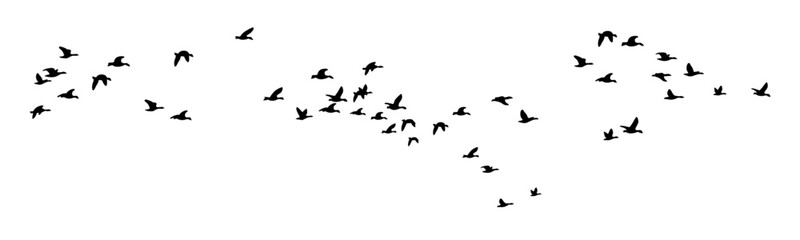 Flying birds silhouette, flock of flying birds, birds silhouette vector 