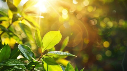 The sun provides essential energy for photosynthesis, supporting all plant life