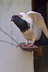 A dove flapping its wings. A dove with black and white patterns.