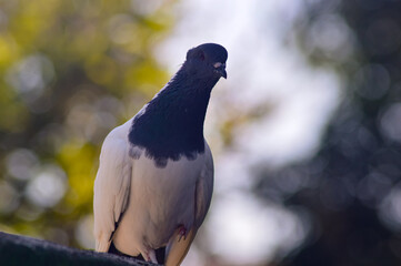 Funny behavior of a dove perching on one leg. A dove with black and white patterns.