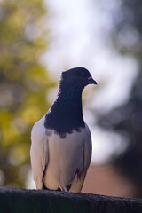 Funny behavior of a dove perching on one leg. A dove with black and white patterns.