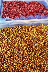 Coffee beans drying in the sun  