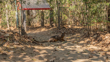 A unique predator endemic to Madagascar, the fossa, cryptoprocta ferox sits on a dirt track in the forest. Glossy brown fur, long tail, careful look at the camera. Kirindy forest. Side view