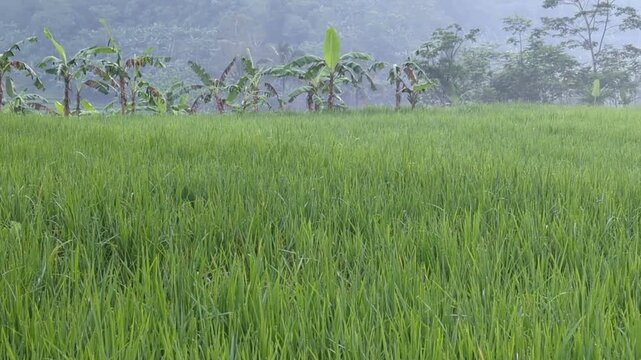 The vast green rice fields with views of the hills look cool and beautiful in the morning, nature background, agriculture, stock photo.