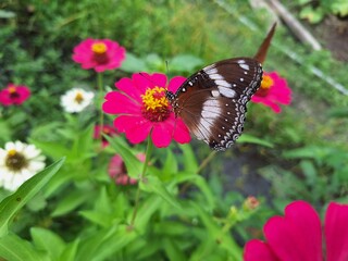 butterfly on a flower