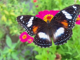 butterfly on a flower