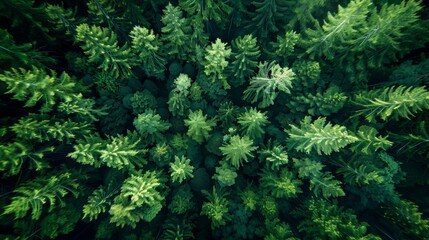 Fototapeta premium Natural Background with Green Trees