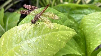 Dragonfly clinging on leaf with raindrop, depression angle