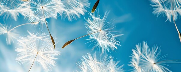 Obraz premium dandelion, flower, sky, nature, plant, blue, summer, seed, wind, spring, white, fluffy, stem, flora, green, blowing, seeds, flowers, macro, weed, blow, beauty, blowball, flying, season
