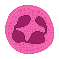 megaloblastic anemia cell