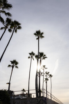 Manhattan Beach Palm Trees near beach volleyball courts and pier