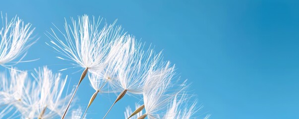 dandelion, flower, sky, nature, plant, blue, summer, seed, wind, spring, white, fluffy, stem, flora, green, blowing, seeds, flowers, macro, weed, blow, beauty, blowball, flying, season