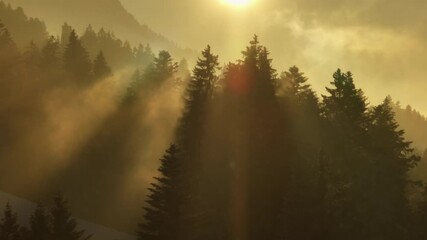 Tranquil sunrise with gentle rays over mistcovered pine forest in a majestic mountain landscape