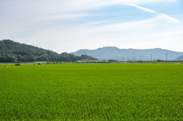 Korean traditional rice farming. Korean rice farming scenery. Korean rice paddies.Rice field and the sky in Ganghwa-do, Incheon, South Korea.