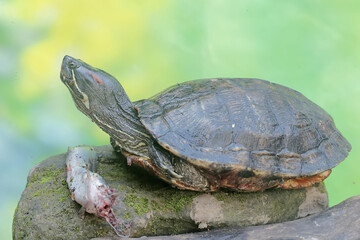 An adult red-eared slider tortoise preys on a catfish on the riverbank. This reptile has the scientific name Trachemys scripta elegans.