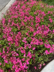 Pink Flower Field Picture Taken from Phone Beautiful Flower field