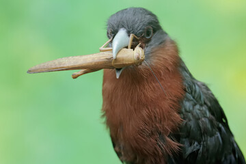 A young chestnut-breasted malkoha is preying on a grasshopper. This beautifully colored bird has the scientific name Phaenicophaeus curvirostris.