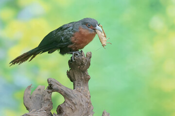 A young chestnut-breasted malkoha is preying on a grasshopper. This beautifully colored bird has the scientific name Phaenicophaeus curvirostris.