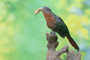 A young chestnut-breasted malkoha is preying on a grasshopper. This beautifully colored bird has the scientific name Phaenicophaeus curvirostris.