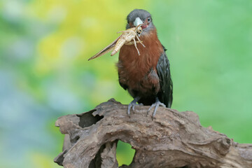 A young chestnut-breasted malkoha is preying on a grasshopper. This beautifully colored bird has the scientific name Phaenicophaeus curvirostris.