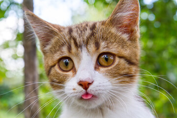 Portrait of a cat with its tongue sticking out. Cat's head close-up.