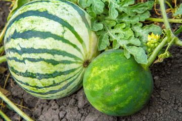 Watermelons grow in a melon field. A pair of watermelons with foliage close-up.