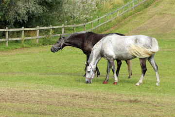 Two horses grazing in a field, on a summer day.