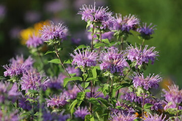 Monarda didyma. Scarlet beebalm, wild bergamot in garden.