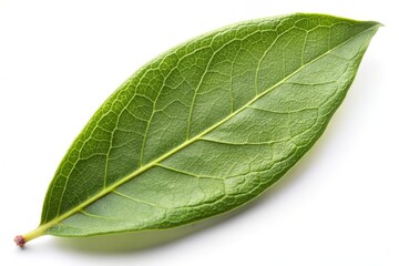 Obraz premium Green Leaf with Veins Isolated on White Background.