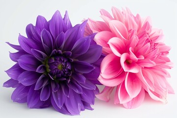 High-res photography of a pink and purple dahlia on a white background.