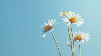 Booming daisy flower on blue background, AI generated for ads