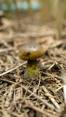 wild mushroom Bolete