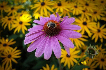 Pink echinacea with a humble bee