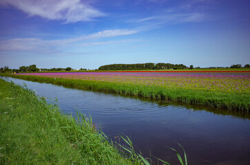 Flowerfield with a canal and blue sky in the summer in the Netherlands