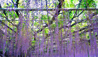 Fototapeta premium Wisteria blooming in Ashikaga Flower Park, Tochigi prefecture, Japan.