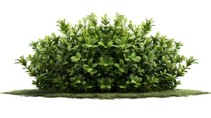 Obraz premium shrub bush fence tree isolated plant on white background,generative ai