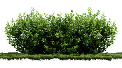 Fototapeta premium green garden tree isolated on white background,generative ai