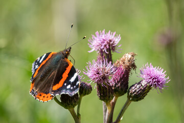 A red admiral butterfly sitting on a flower on a sunny day in summer