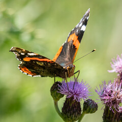 A red admiral butterfly sitting on a flower on a sunny day in summer