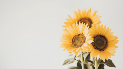 Fototapeta premium vibrant sunflowers against a white backdrop with copy space