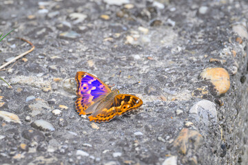 A Lesser Purple Emperor butterfly resting on the ground