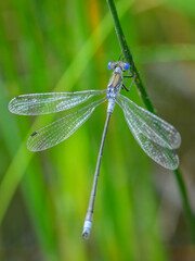 An Emerald damselfly resting on a grass