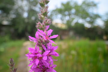 Closeup of a flowering purple loosestrife