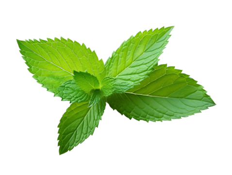 a close up of a leaf