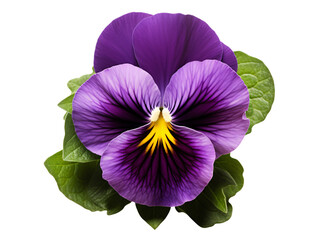 a purple flower with green leaves